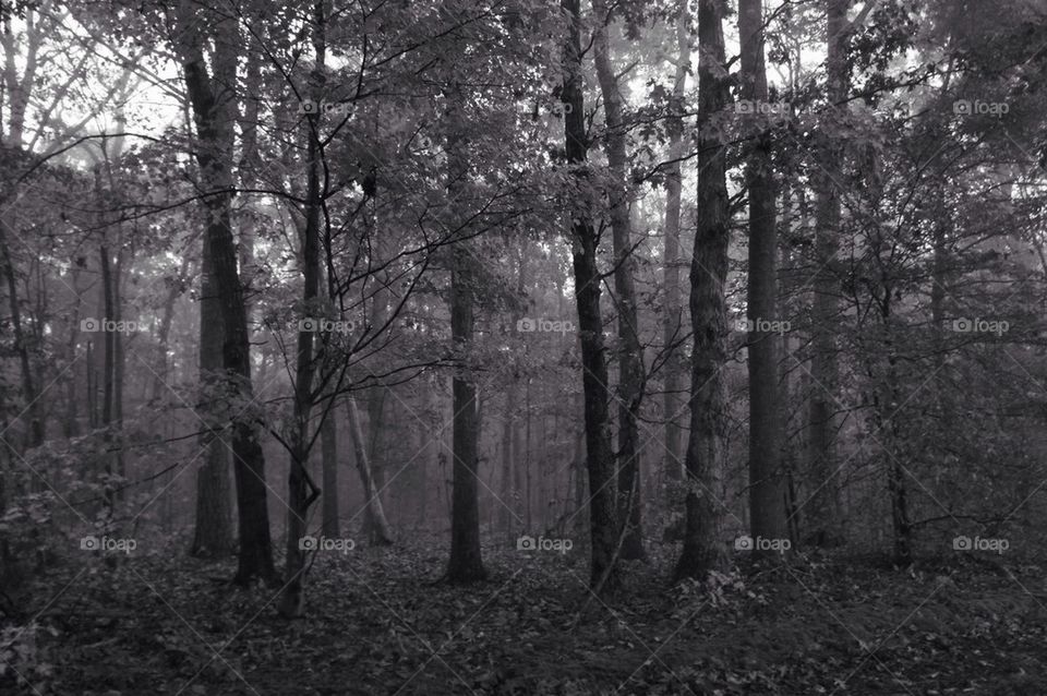 Forest in foggy weather