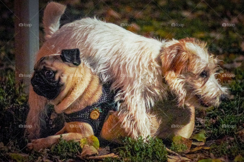 A MOPS AND JACK RASEL TERRIER PLAYING