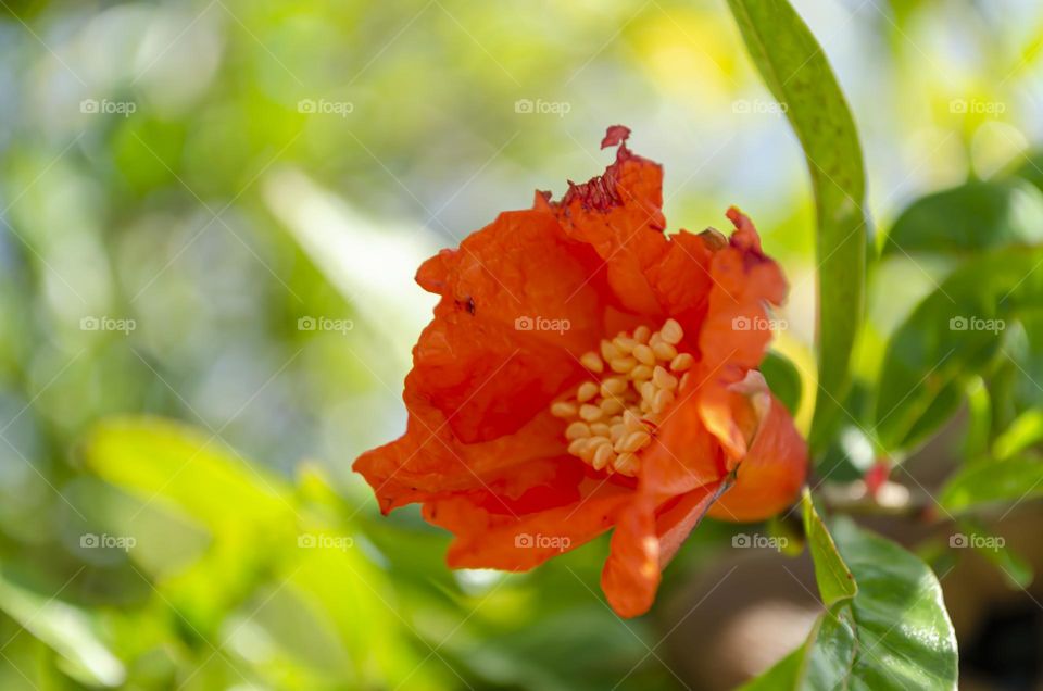 Pomegranate Blossom