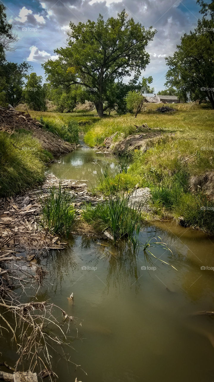 stream through green grass and trees