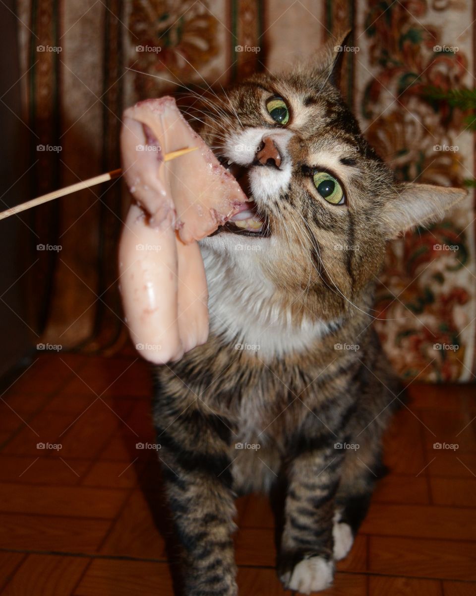 the cat eats the squid