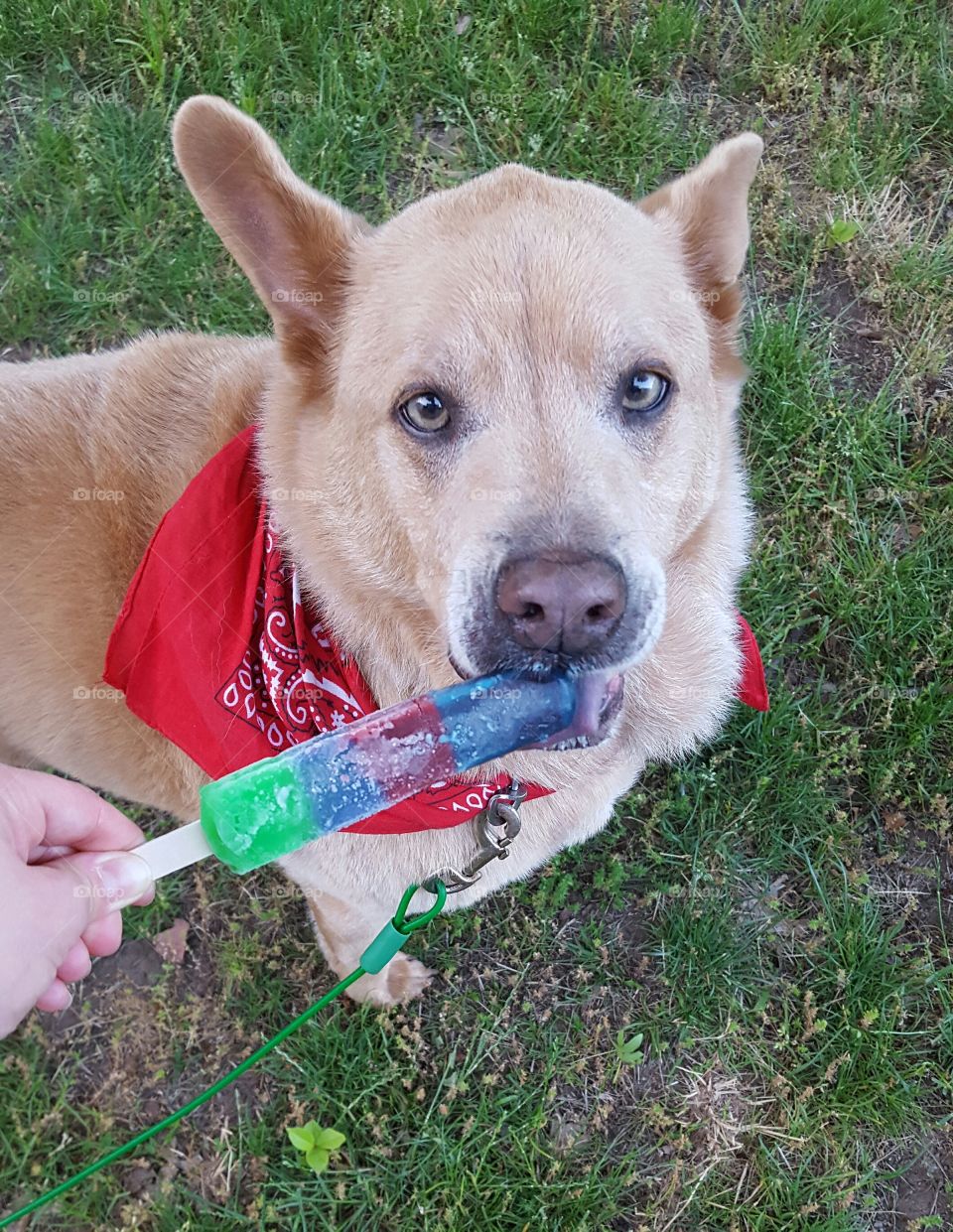 Ice Pop Pup