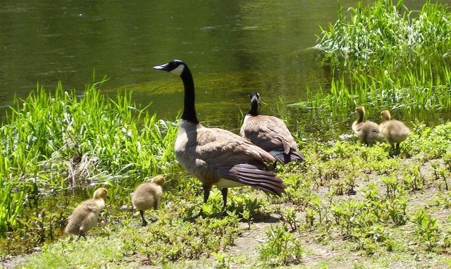 Birds