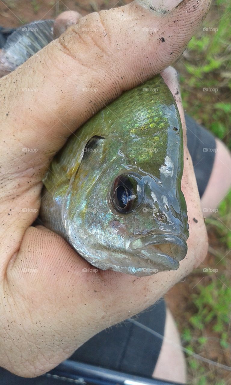 closeup fish face