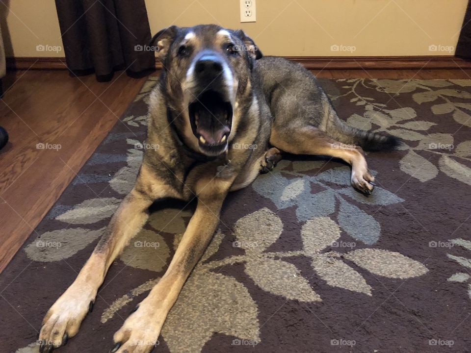 Sweet Mixed German shepard dog yawning