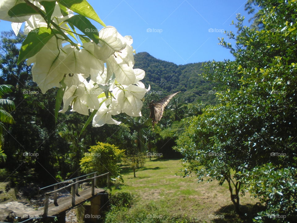 PLANT, GARDEN, LEAVES, FLOWERS, ENVIRONMENT.