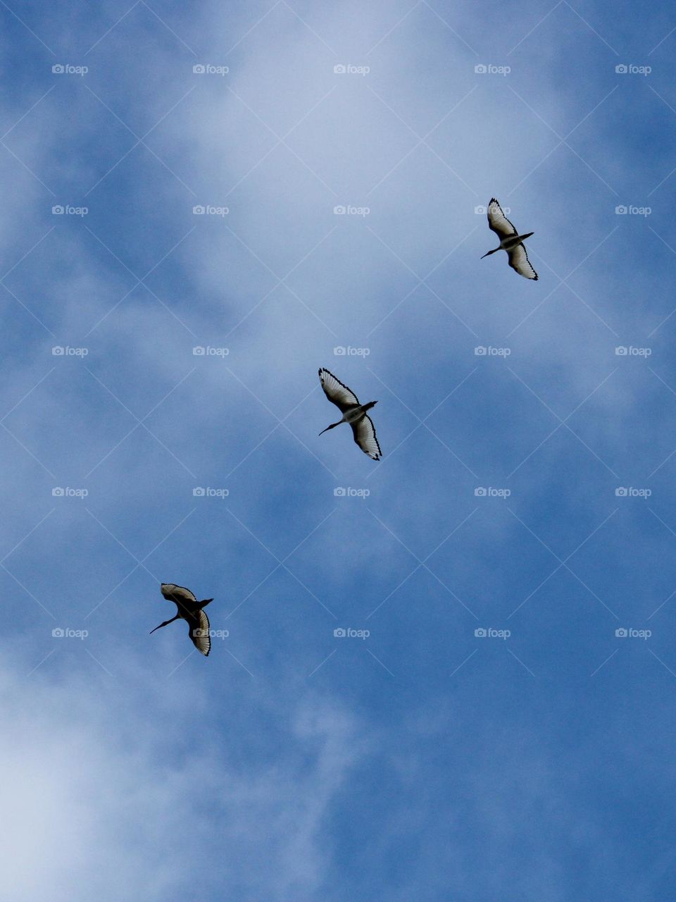 Three sacred ibis birds flying in the sky