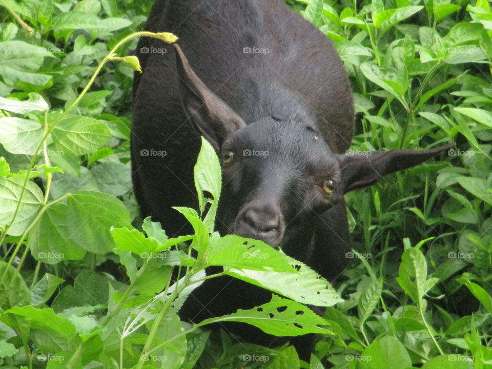 goat eating grass