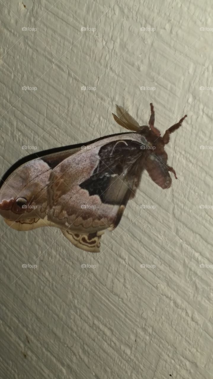 moth. on the wall at nigjt