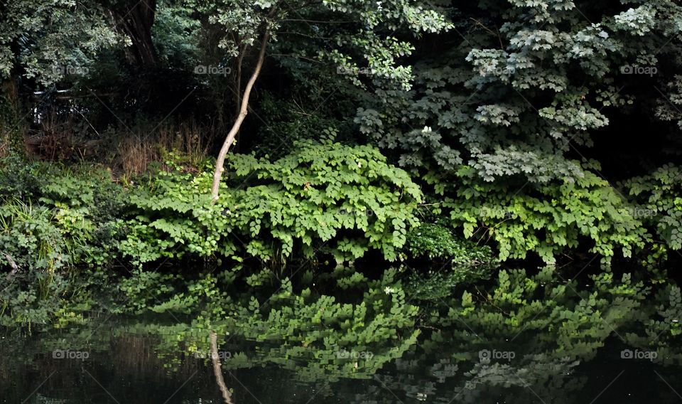 Tree’s reflecting on a lake. 