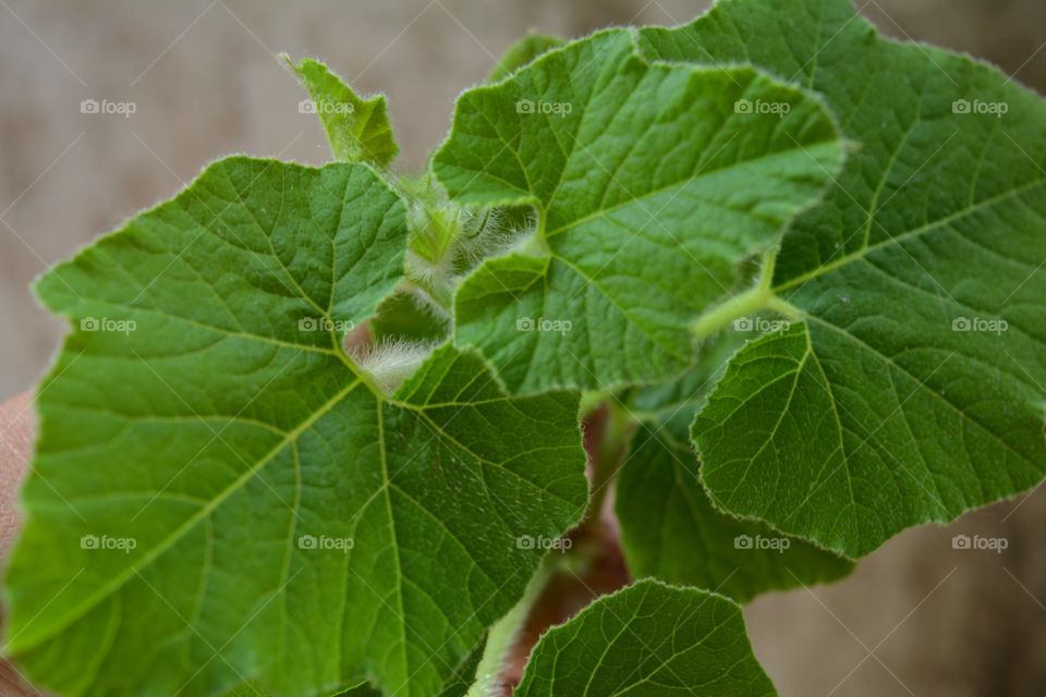 green pumpkin leaves