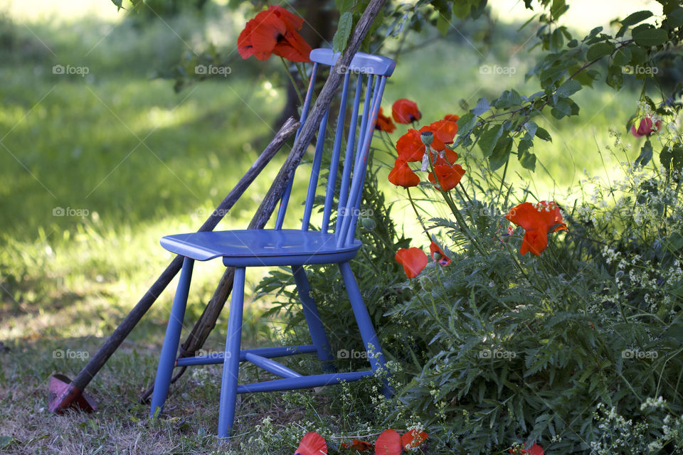 red poppy and blue chair