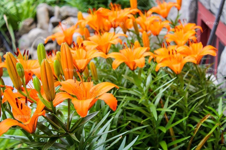 Orange flowers and bud