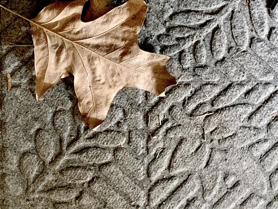 Leaf patterns 