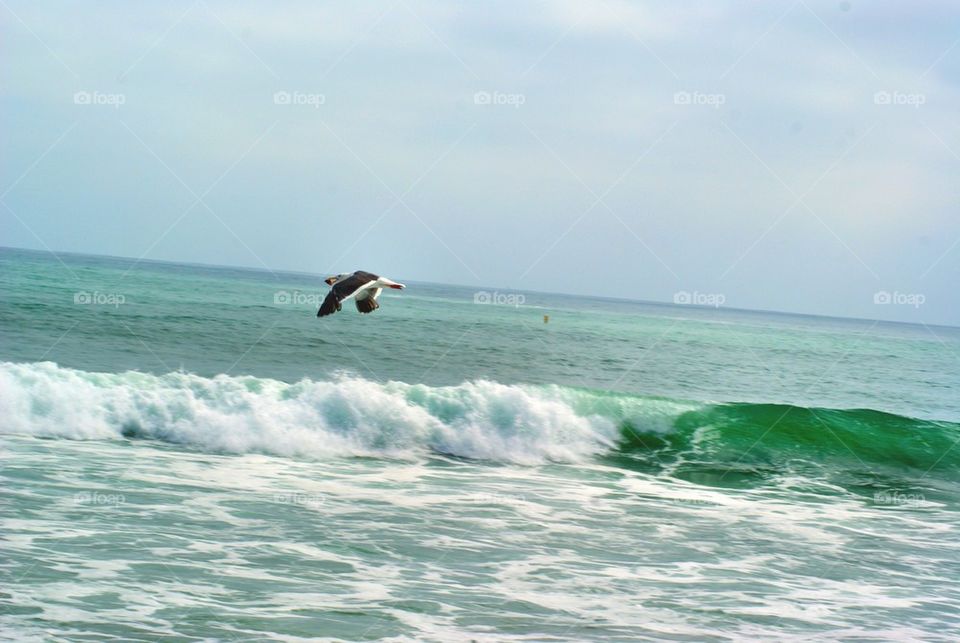 Bird flying over the sea