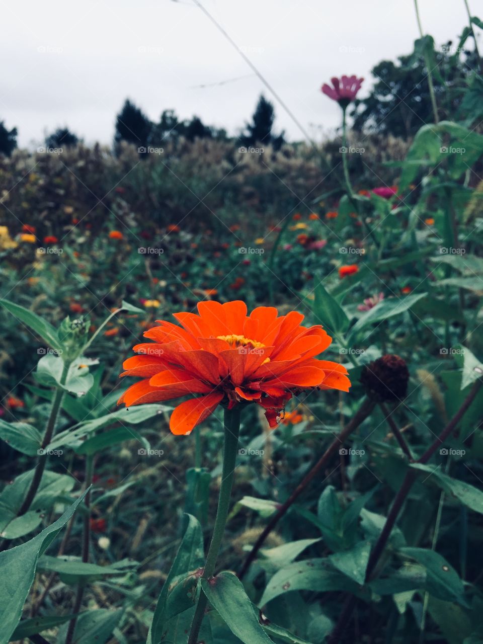 A single orange flower surrounded my others 