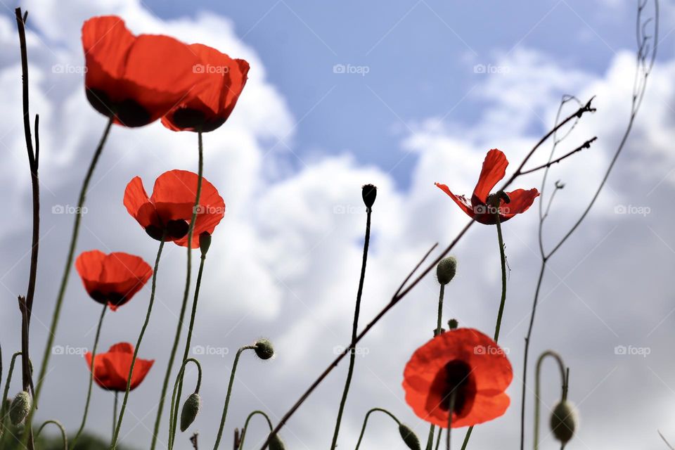 Poppies flower against spring sky
