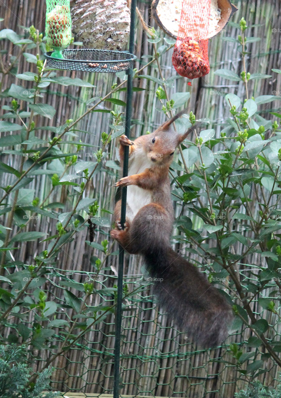 Squirrel hang around