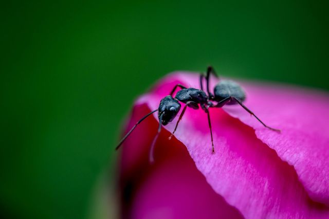 Ant on a flower of pionia