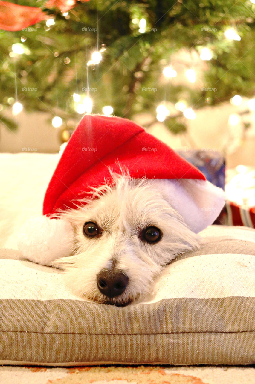 Santa Puppy