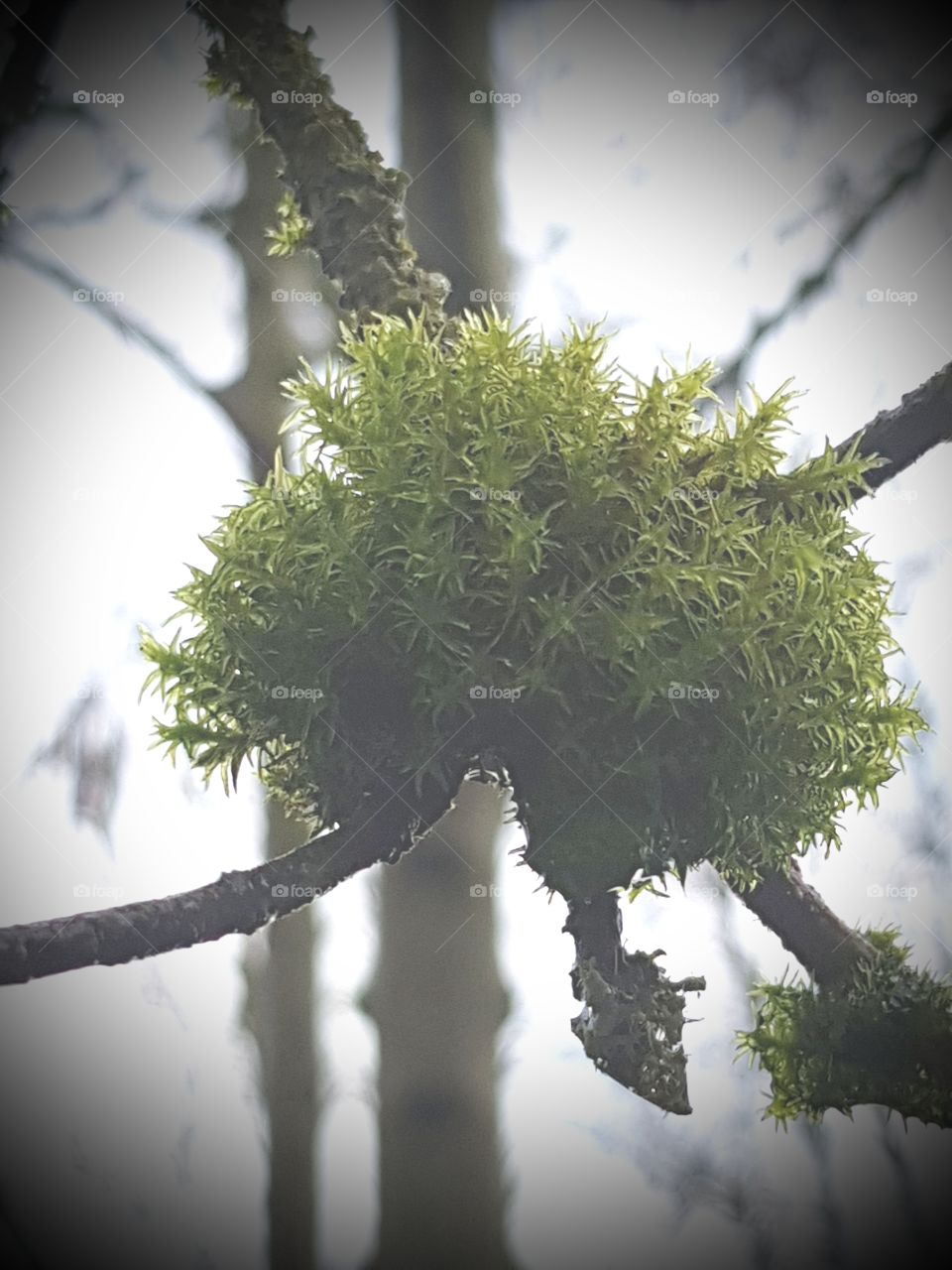 moss at tree