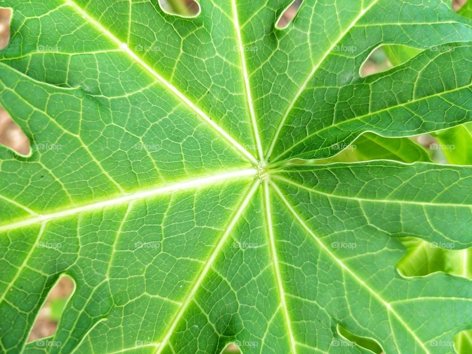 Papaya leaf.