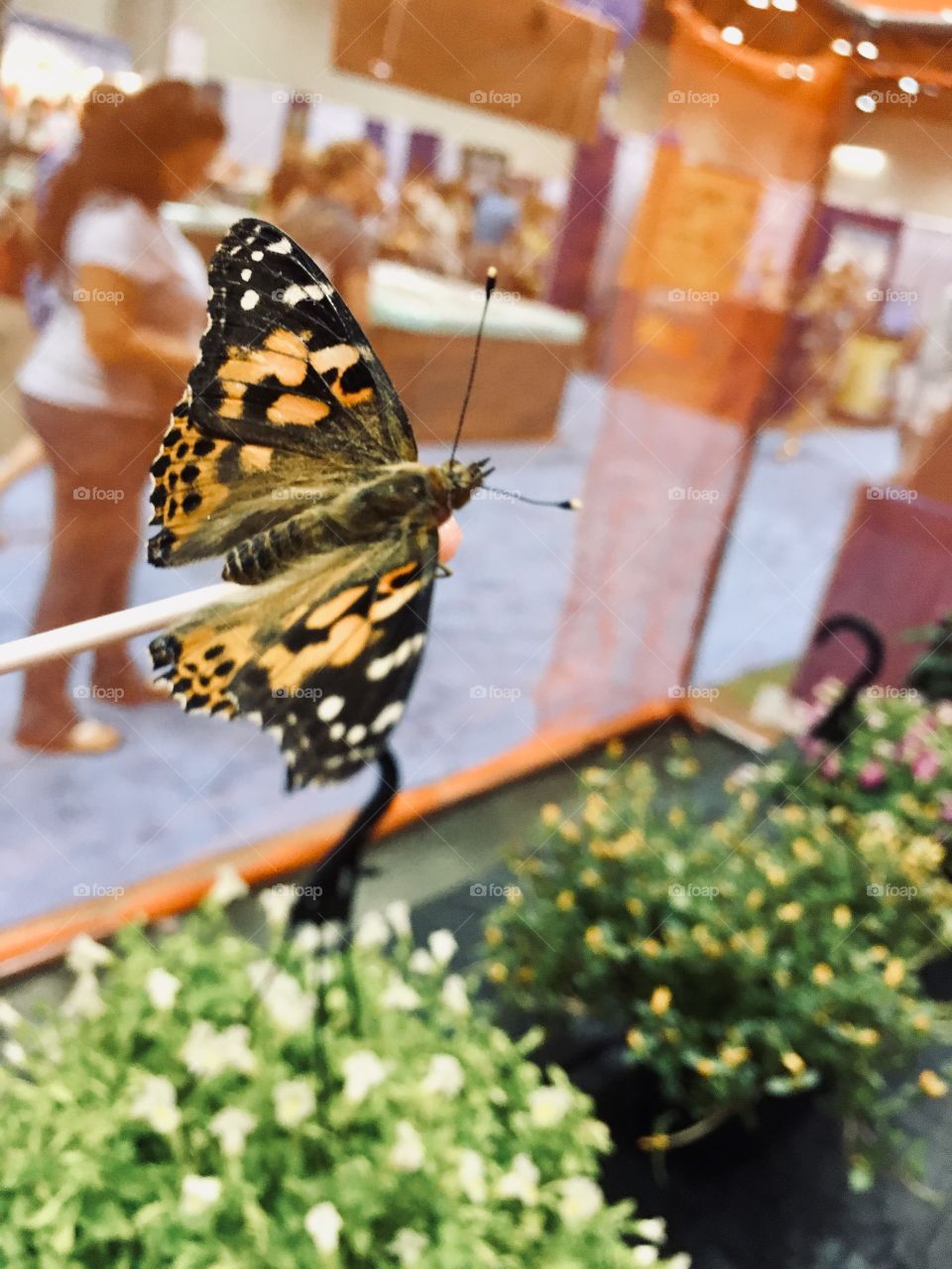 Monarch butterfly at the Orange County Convention Center Home show
