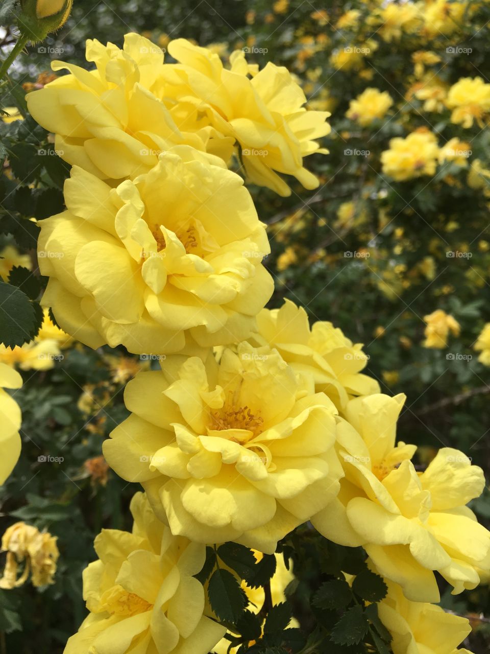 Bright bold yellow roses clustered together 