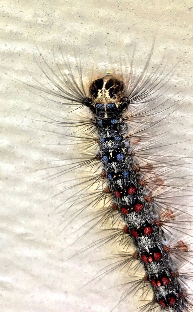 A Hairy Caterpillar Crawling Across Papertowel Viewed From Above and Filmed With iphone.