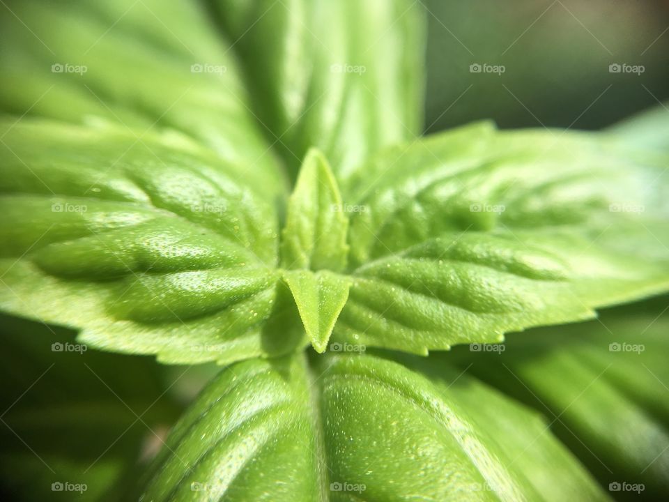 Basil closeup