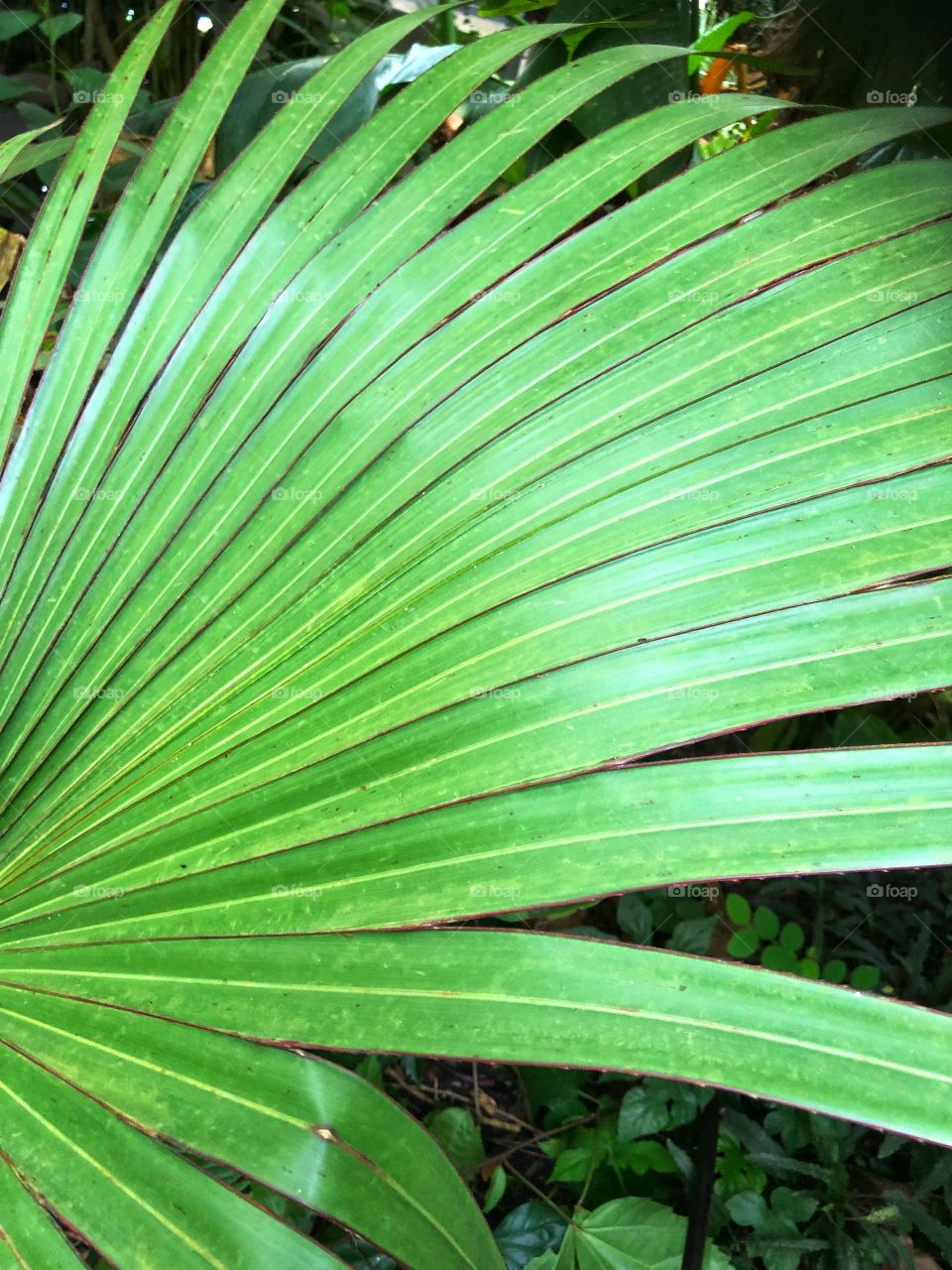 Palm leaf close up