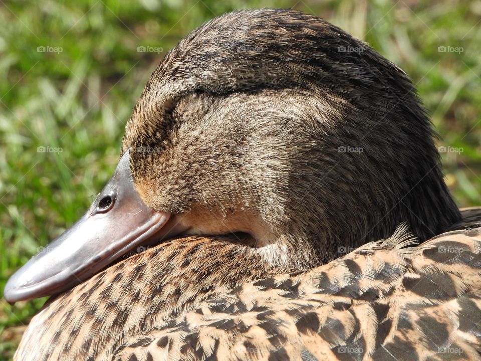 A close up of a duck