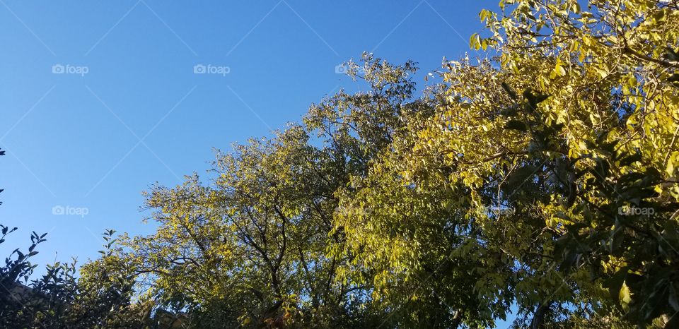 walnut tree in an autumn sunny day