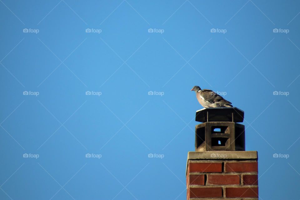 Long shot of a wood pigeon perching on a chimney