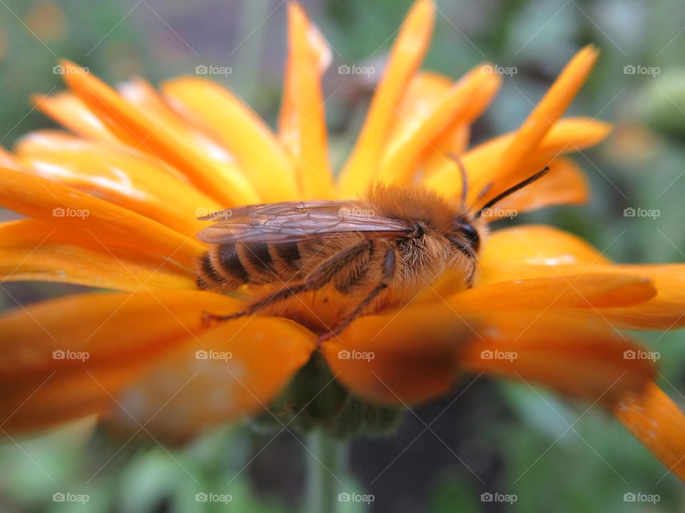 flower and insect