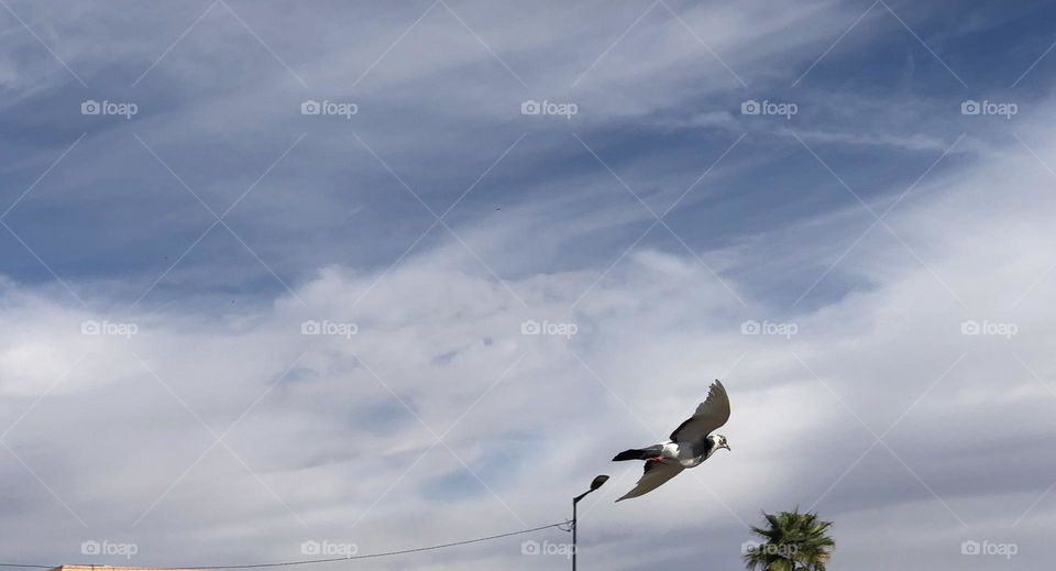 Flying pigeon in the sky