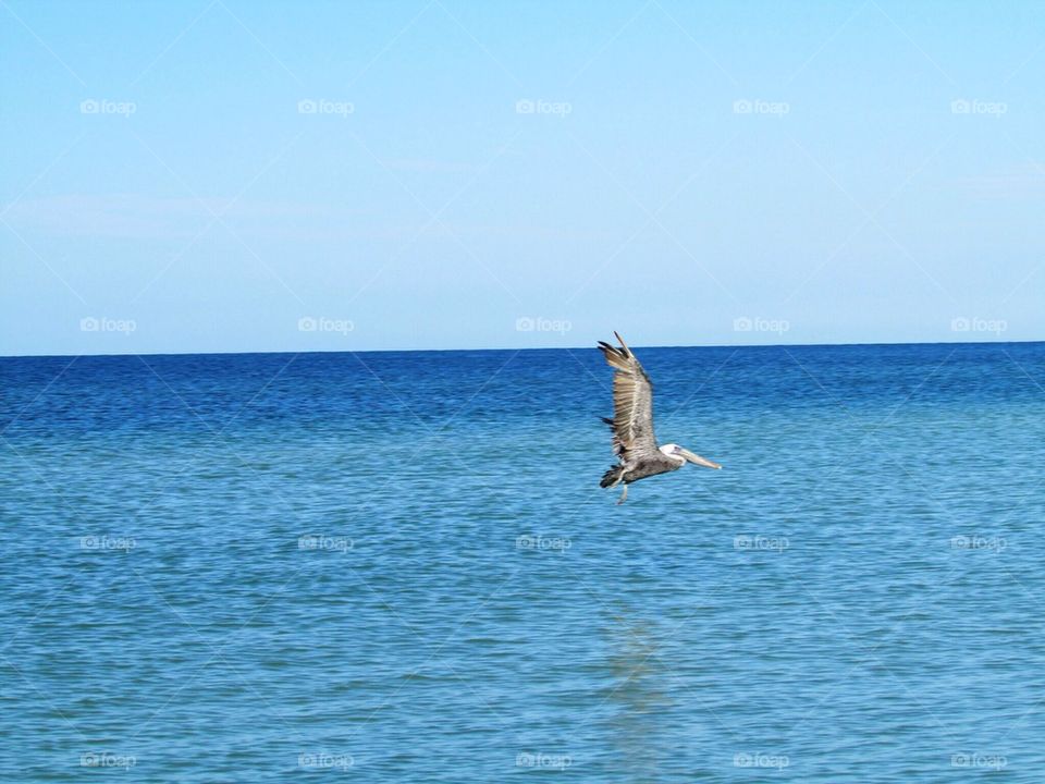 Flying Pelican 