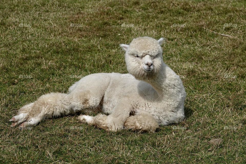 Cute adult llama alpaca with thick white fur lying on green grass and staring at the camera.