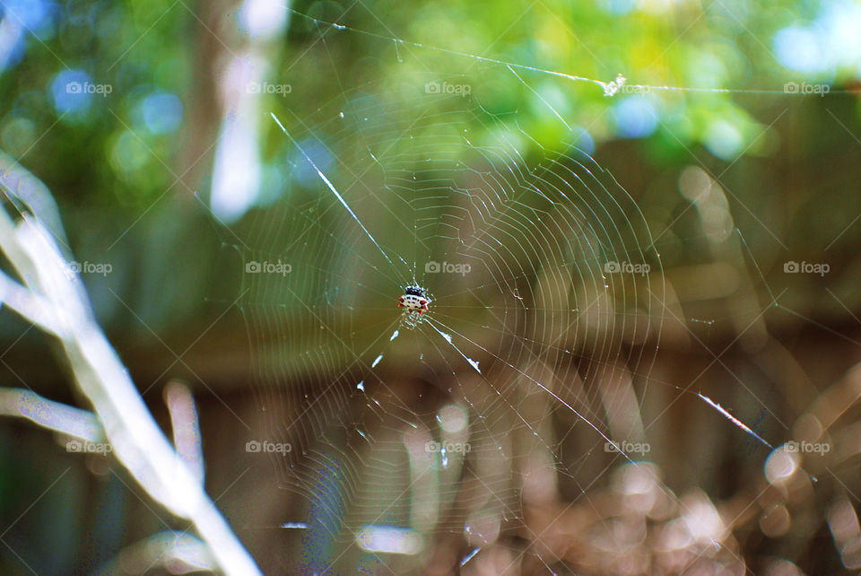 Spiderweb