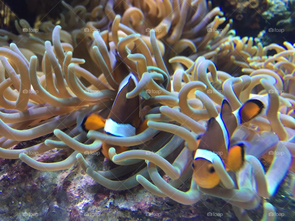Clown fish. 