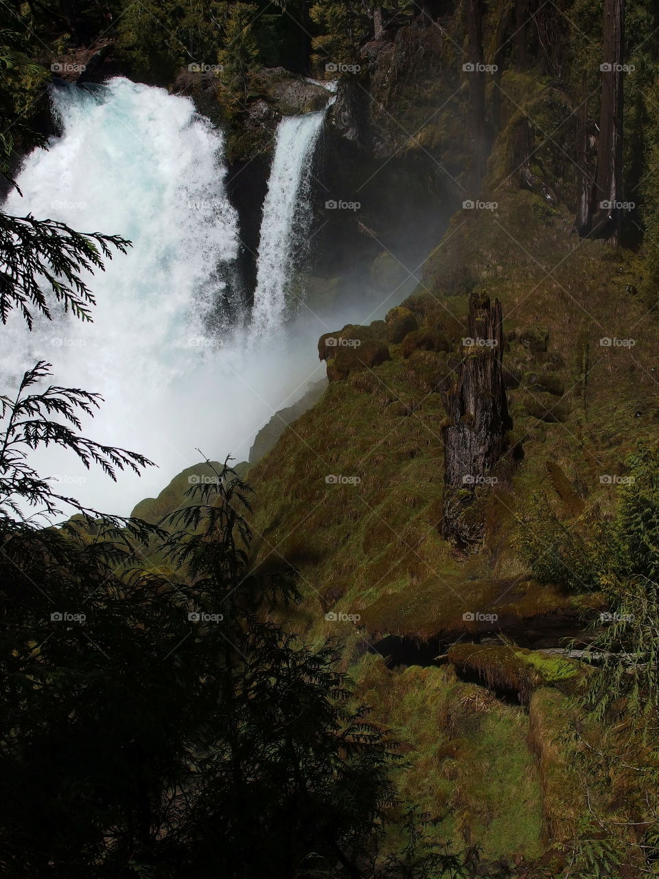 The beautiful waters of Sahalie Falls on the McKenzie River rushing over a rugged cliff into its canyon covered in bright green moss, trees, and tree stumps on a sunny spring day in Western Oregon. 