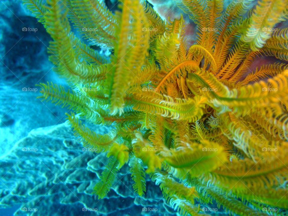 moyo island indonesia coral diving soft coral by samyen
