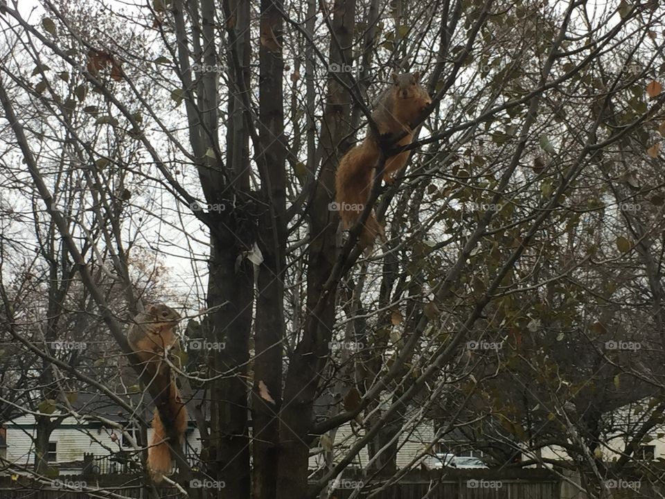Squirrels 