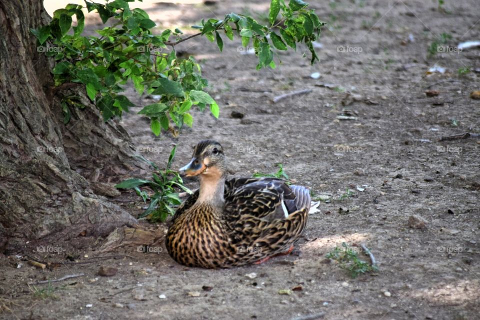 duckling trying to stay cool