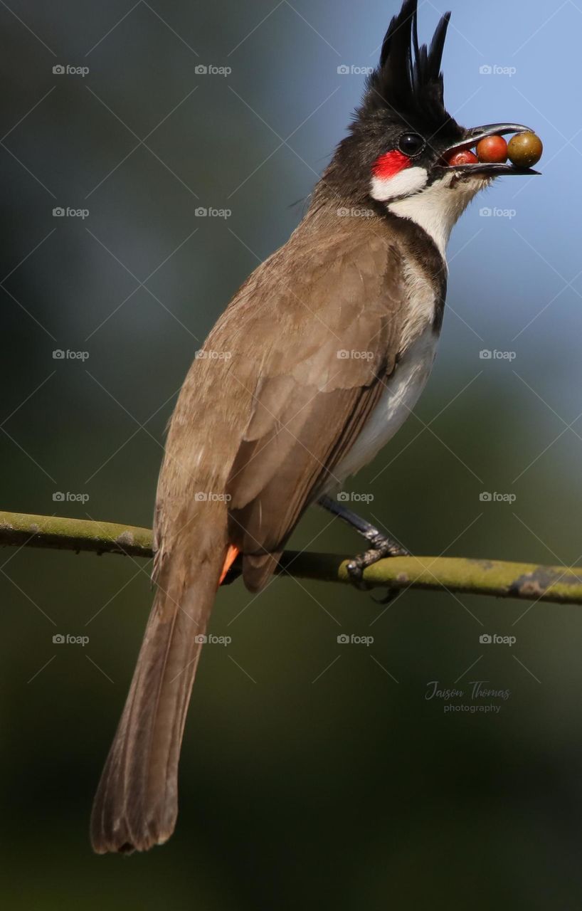 Red whiskered bulbul