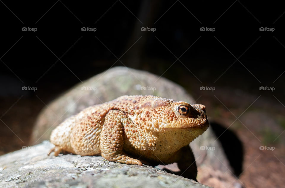 Common toad in flashlight light in the forest in Finland