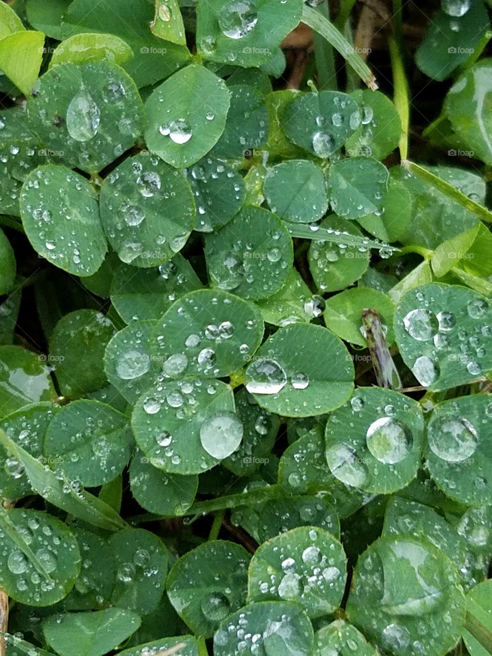 raindrops on clovers.