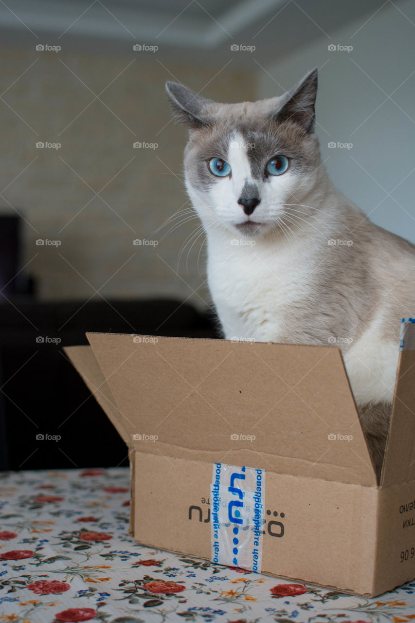 a catbin a box. my pet loves boxes