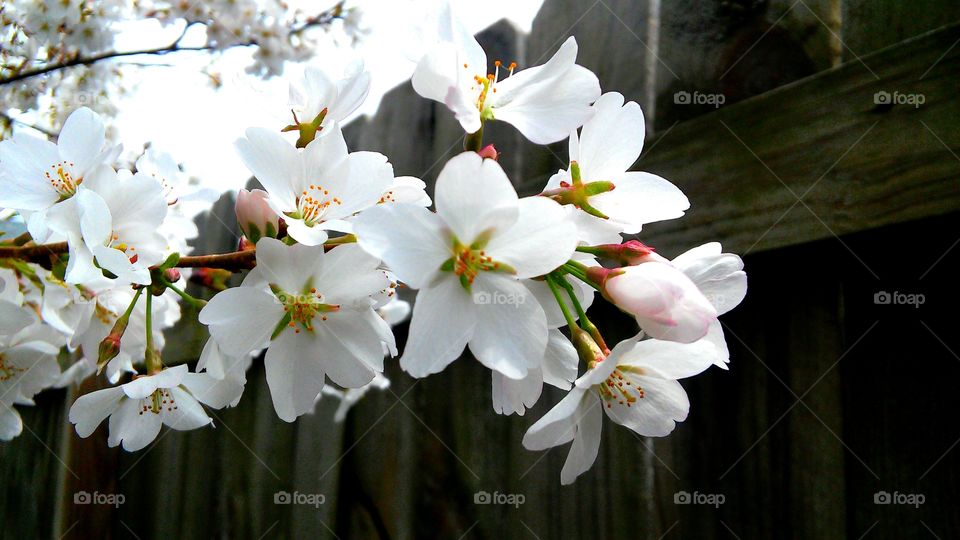 Flower, Nature, No Person, Flora, Leaf