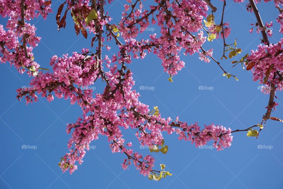 Tree#blossom#spring